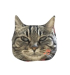 ねこねこたち（個別スタンプ：4）
