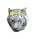 ねこねこたち（個別スタンプ：6）
