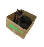 ねこねこたち（個別スタンプ：7）