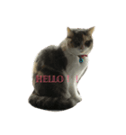 ねこねこたち（個別スタンプ：8）