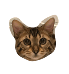 Tiger？ Cat（個別スタンプ：1）