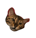 Tiger？ Cat（個別スタンプ：3）