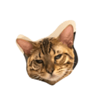 Tiger？ Cat（個別スタンプ：4）