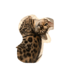 Tiger？ Cat（個別スタンプ：5）