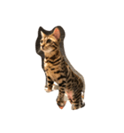 Tiger？ Cat（個別スタンプ：6）