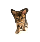 Tiger？ Cat（個別スタンプ：7）