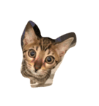 Tiger？ Cat（個別スタンプ：10）