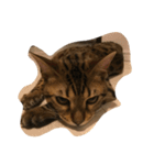 Tiger？ Cat（個別スタンプ：11）