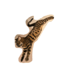 Tiger？ Cat（個別スタンプ：12）