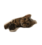 Tiger？ Cat（個別スタンプ：13）