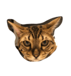 Tiger？ Cat（個別スタンプ：14）