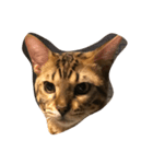 Tiger？ Cat（個別スタンプ：15）