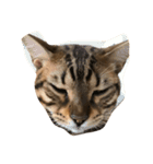 Tiger？ Cat（個別スタンプ：16）
