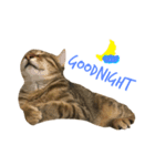 可愛いな 猫「樂樂」 第二彈（個別スタンプ：1）