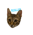 可愛いな 猫「樂樂」 第二彈（個別スタンプ：2）