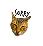 可愛いな 猫「樂樂」 第二彈（個別スタンプ：3）