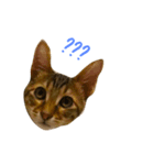 可愛いな 猫「樂樂」 第二彈（個別スタンプ：5）