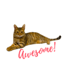可愛いな 猫「樂樂」 第二彈（個別スタンプ：6）