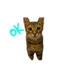 可愛いな 猫「樂樂」 第二彈（個別スタンプ：8）