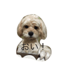 ロンのスタンプ（個別スタンプ：3）