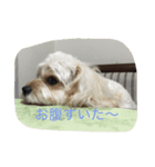 ロンのスタンプ（個別スタンプ：5）
