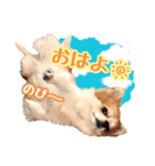 もりかわさんちのわんこスタンプ（個別スタンプ：1）