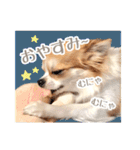 もりかわさんちのわんこスタンプ（個別スタンプ：3）