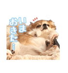 もりかわさんちのわんこスタンプ（個別スタンプ：4）