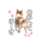 もりかわさんちのわんこスタンプ（個別スタンプ：5）