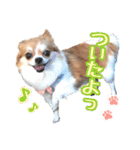 もりかわさんちのわんこスタンプ（個別スタンプ：6）