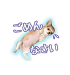 もりかわさんちのわんこスタンプ（個別スタンプ：7）