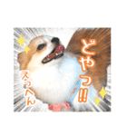 もりかわさんちのわんこスタンプ（個別スタンプ：11）