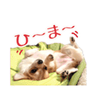 もりかわさんちのわんこスタンプ（個別スタンプ：12）