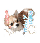 もりかわさんちのわんこスタンプ（個別スタンプ：15）