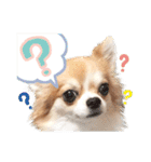 もりかわさんちのわんこスタンプ（個別スタンプ：20）