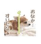 もりかわさんちのわんこスタンプ（個別スタンプ：23）