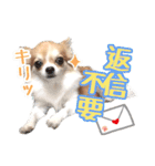 もりかわさんちのわんこスタンプ（個別スタンプ：24）