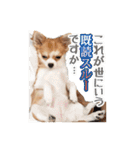 もりかわさんちのわんこスタンプ（個別スタンプ：26）
