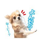もりかわさんちのわんこスタンプ（個別スタンプ：29）