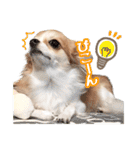 もりかわさんちのわんこスタンプ（個別スタンプ：31）