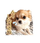 もりかわさんちのわんこスタンプ（個別スタンプ：32）
