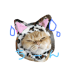 ねこのうに2（個別スタンプ：1）