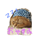 ねこのうに2（個別スタンプ：3）