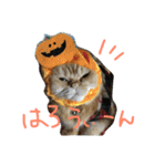 ねこのうに2（個別スタンプ：5）