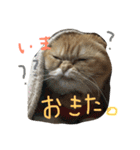 ねこのうに2（個別スタンプ：14）