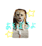ねこのうに2（個別スタンプ：15）