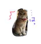 ねこのうに2（個別スタンプ：16）