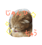 ねこのうに2（個別スタンプ：17）