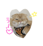 ねこのうに2（個別スタンプ：18）