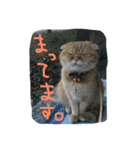 ねこのうに2（個別スタンプ：19）
